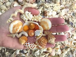 Sandbar Shelling Excursion (3 Hour Tour)