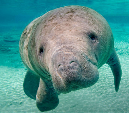 Eco-Nature Tour + Dolphin, Manatee and Sea Bird Encounters