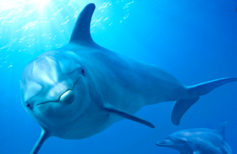 Eco-Nature Tour + Dolphin, Manatee and Sea Bird Encounters