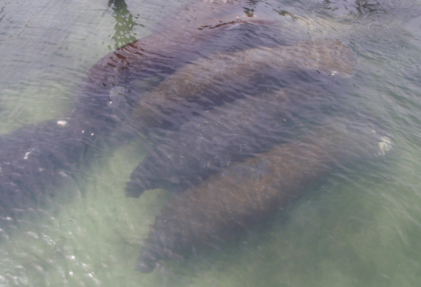 Eco-Nature Tour + Dolphin, Manatee and Sea Bird Encounters